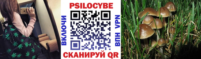 kraken ссылки Кола Псилоцибиновые грибы Magic Shrooms